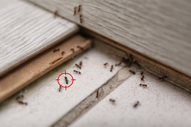 Best Mosquito Control Services  in Edmonston, MD