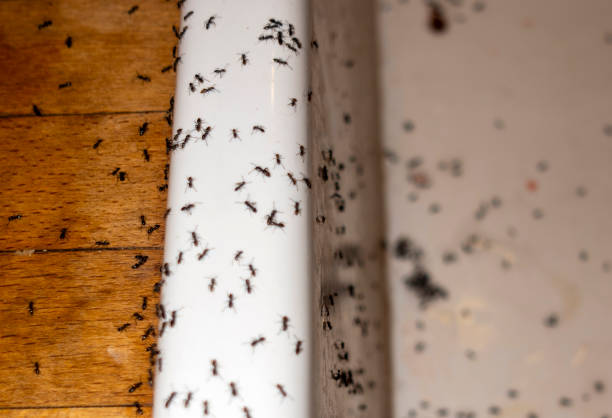 Pest Control for Restaurants in Edmonston, MD