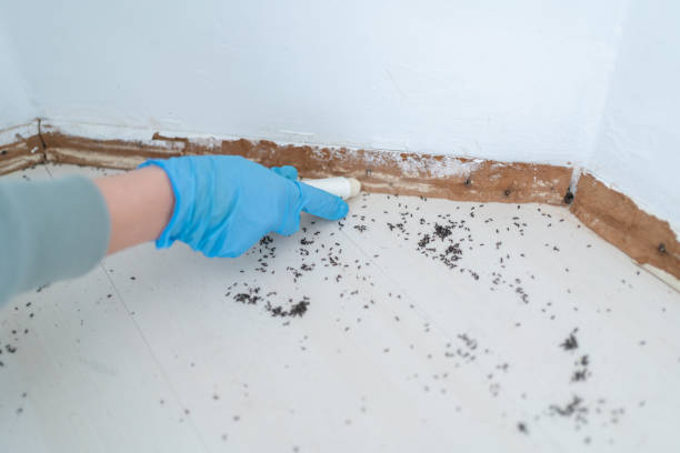 Best Rat Extermination Near Me  in Edmonston, MD